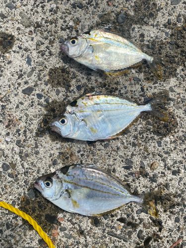 ヒイラギの釣果