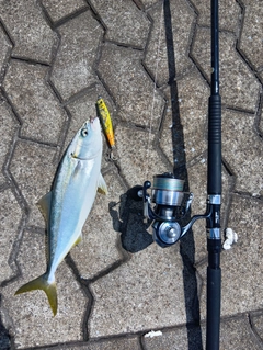 ヤズの釣果