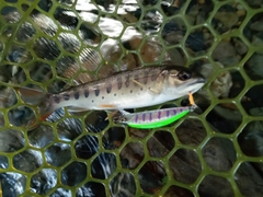 ヤマメの釣果