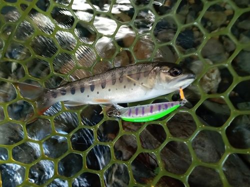 アユの釣果