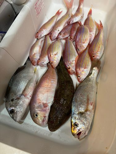 コチの釣果