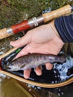 ヤマメの釣果