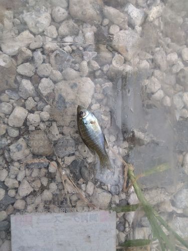ブルーギルの釣果