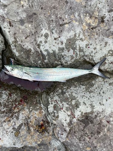 サゴシの釣果