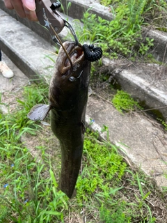 ナマズの釣果