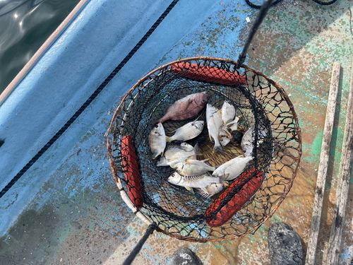 キビレの釣果