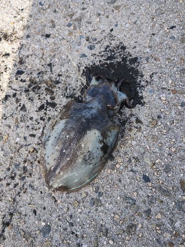 モンゴウイカの釣果