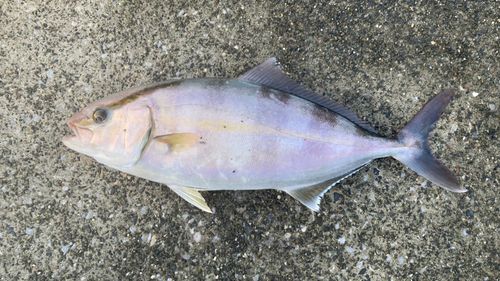 ショゴの釣果
