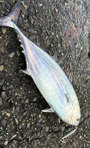 カツオの釣果