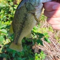 ラージマウスバス