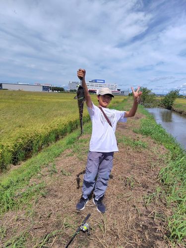ニホンナマズの釣果