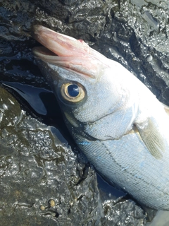 ヒラスズキの釣果