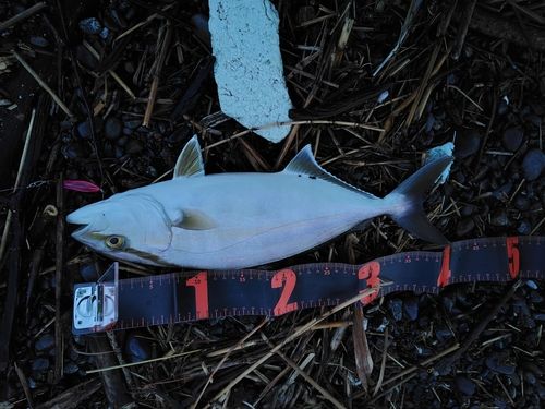 ショゴの釣果