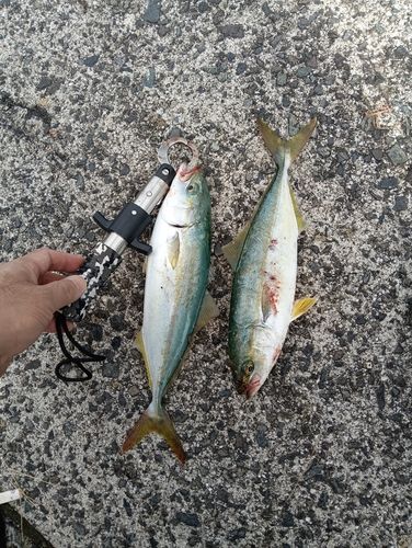 ヤズの釣果