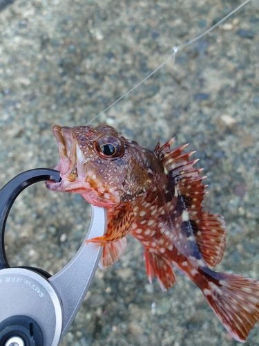 カサゴの釣果