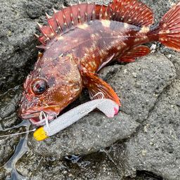 カサゴ