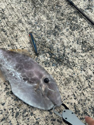 ウスバハギの釣果