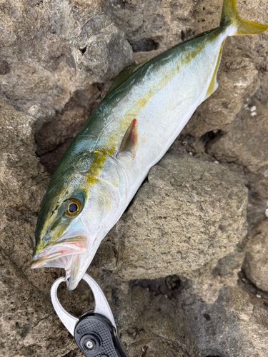 ハマチの釣果