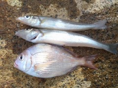 シロギスの釣果
