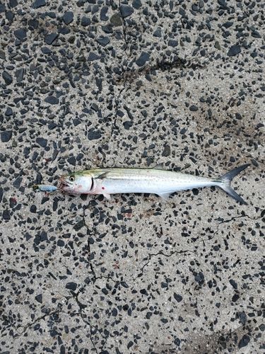 サゴシの釣果