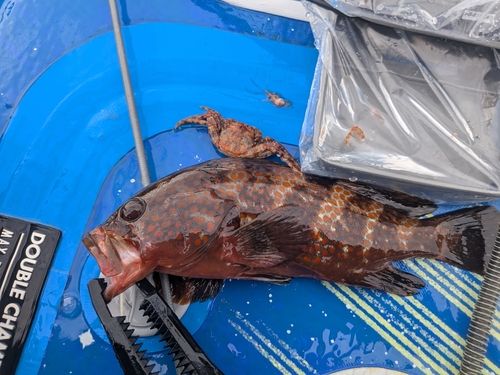 キジハタの釣果
