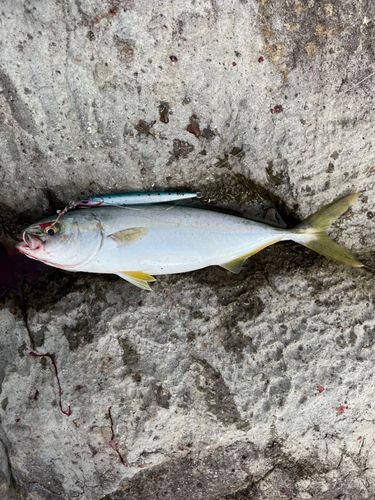 ヒラマサの釣果