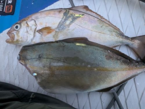 茅ヶ崎沖