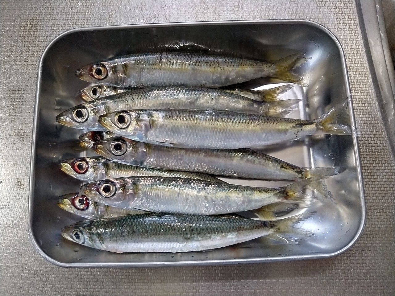 ウルメイワシ
