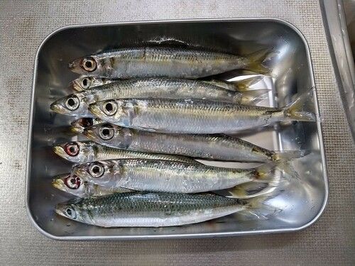ウルメイワシの釣果