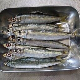 ウルメイワシ