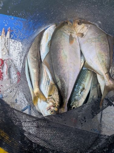 コノシロの釣果