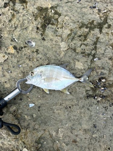 メッキの釣果