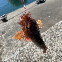 カサゴ
