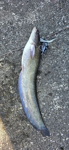 ニホンナマズの釣果