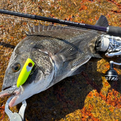 チヌの釣果