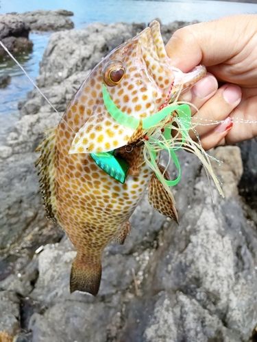 オオモンハタの釣果
