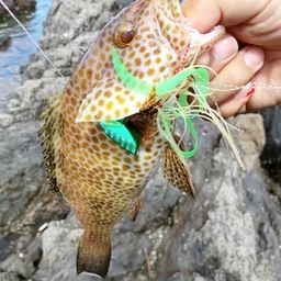 オオモンハタ