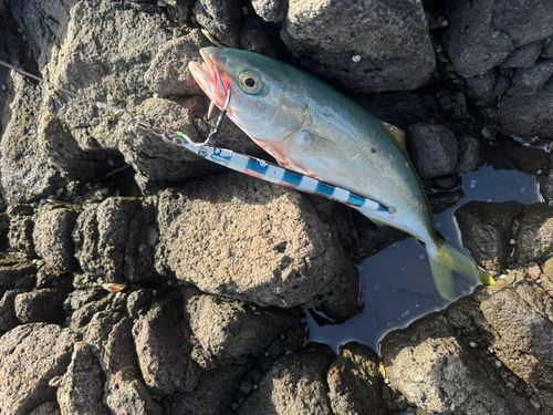 コゾクラの釣果