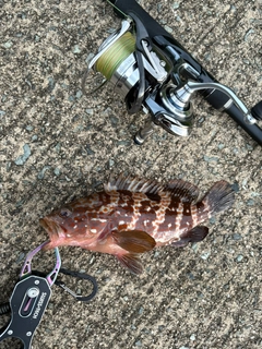 キジハタの釣果