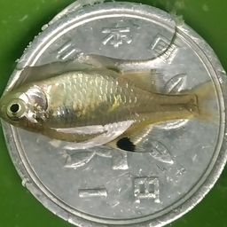 タイリクバラタナゴ