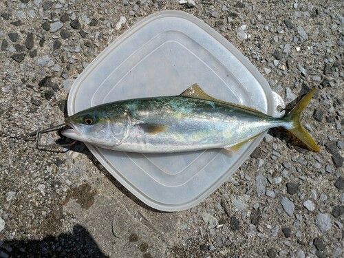 ヤズの釣果