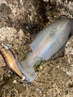 アオリイカの釣果