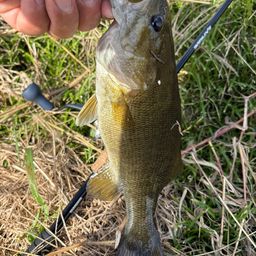 スモールマウスバス