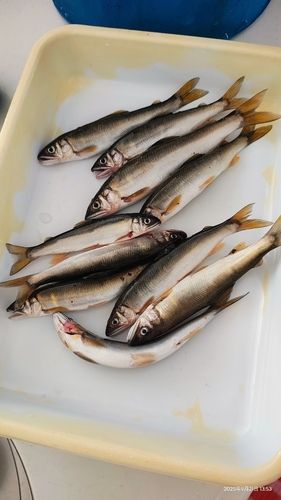 アユの釣果