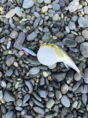 フグの釣果