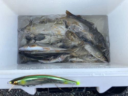 アユの釣果