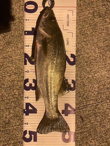 フッコ（ヒラスズキ）の釣果