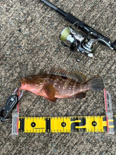 キジハタの釣果
