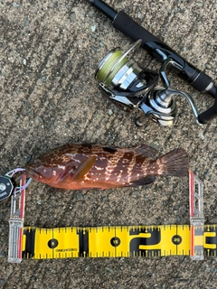 キジハタの釣果