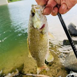 スモールマウスバス